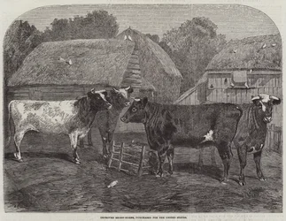 Förbättrade short-horns, inköpta för Förenta staterna